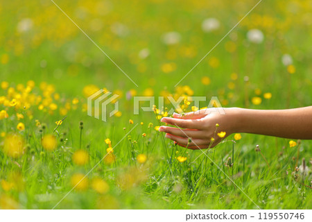 Woman hands touching flowers in a field in spring Woman hands touching flowers in a field in spring 119550746