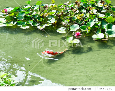 鯉魚在有睡蓮的池塘游泳 鯉魚在有睡蓮的池塘游泳 119550779