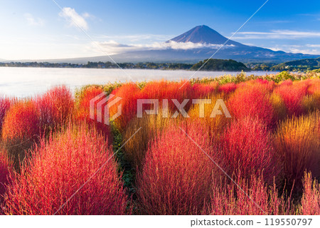 [Yamanashi Prefecture] Kawaguchiko Oishi Park - Autumn leaves of kochia and Mt. Fuji 119550797