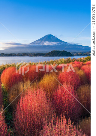 [Yamanashi Prefecture] Kawaguchiko Oishi Park - Autumn leaves of kochia and Mt. Fuji 119550798