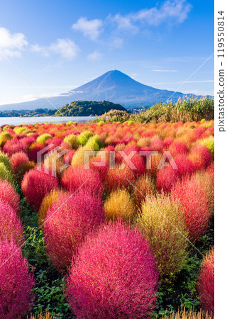 [山梨縣]河口湖大石公園、紅葉的地膚和富士山 119550814