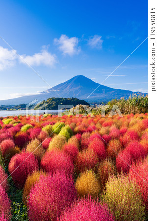 [山梨縣]河口湖大石公園、紅葉的地膚和富士山 119550815