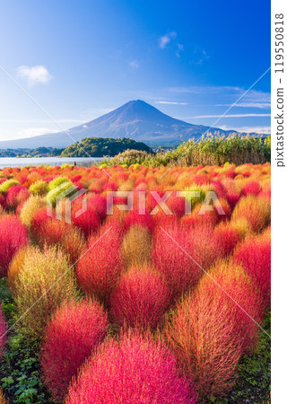 [Yamanashi Prefecture] Kawaguchiko Oishi Park - Autumn leaves of kochia and Mt. Fuji 119550818