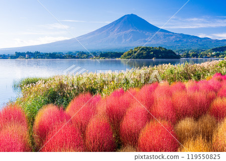 [山梨縣]河口湖大石公園、紅葉的地膚和富士山 119550825