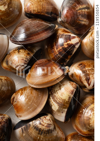 clam clam seafood fresh raw fresh clam live はまぐり ハマグリ 119550854
