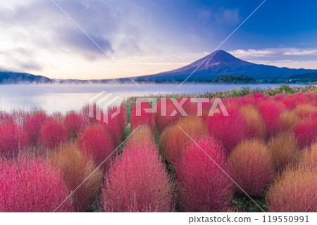 [山梨縣]河口湖大石公園、紅葉的地膚和黎明時分的富士山 119550991
