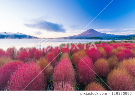 [山梨縣]河口湖大石公園、紅葉的地膚和黎明時分的富士山 119550993
