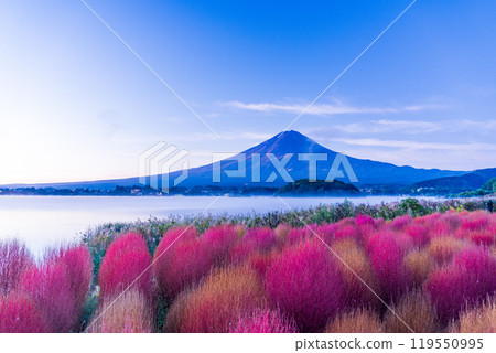 [山梨縣]河口湖大石公園、紅葉的地膚和黎明時分的富士山 119550995
