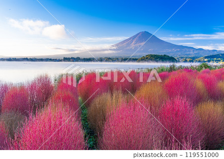 [山梨縣]河口湖大石公園、紅葉的地膚和黎明時分的富士山 119551000