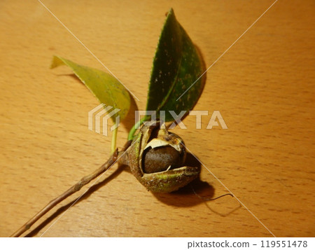 Camellia seeds Camellia seeds 119551478