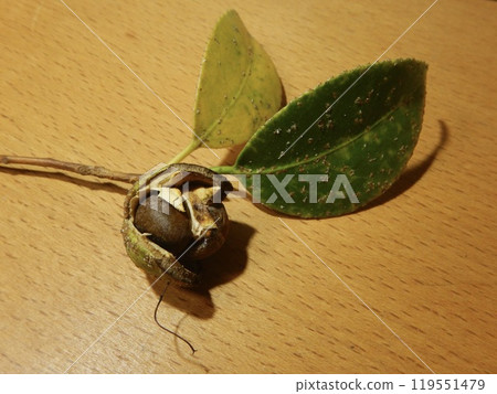 Camellia seeds 119551479