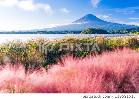 [Yamanashi Prefecture] Lake Kawaguchi Oishi Park - Mt. Fuji seen through the Muhlenbergia 119551513