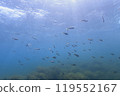 Marine life that inhabits Mutsu Bay: Schools of Okitanango fish and abundant seaweed 119552167