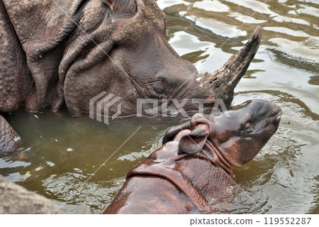 Indian rhinoceros mother and child bathing⑭ 119552287