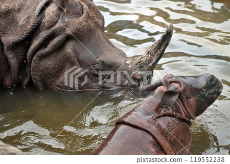 Indian rhinoceros mother and child bathing⑮ 119552288