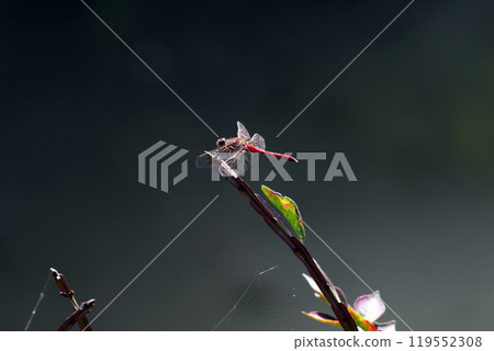 Autumn darter① Autumn darter① 119552308