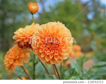 英國花園裡盛開的美麗大麗花 英國花園裡盛開的美麗大麗花 119552511