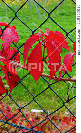 Vibrant Red Leaves Climbing a Fence Amidst a Lush Green Background in Autumn Vibrant Red Leaves Climbing a Fence Amidst a Lush Green Background in Autumn 119553053