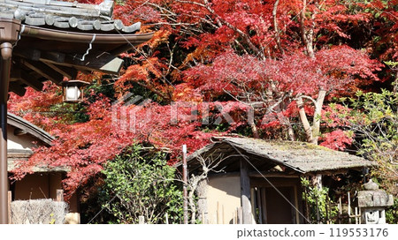 Autumn leaves in the garden at Shunpu Banri-so 119553176