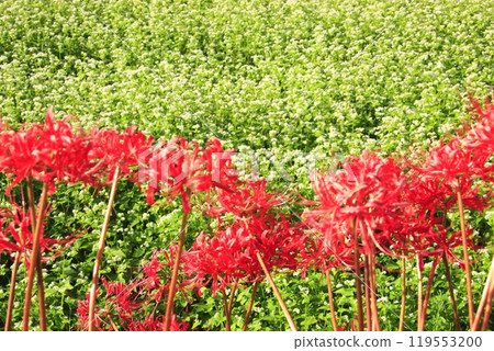 Buckwheat field and red spider lilies 119553200