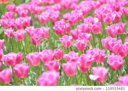The tulip field I saw someday The tulip field I saw someday 119553483