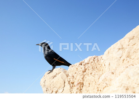 A bird sits on the ruins at Masada, an ancient Jewish fortress in Israel A bird sits on the ruins at Masada, an ancient Jewish fortress in Israel 119553504