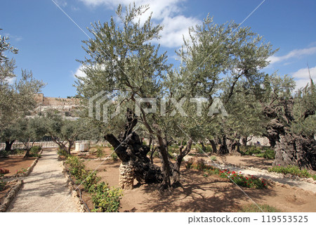 Olive trees in famous Garden of Gethsemane Jerusalem, Israel Olive trees in famous Garden of Gethsemane Jerusalem, Israel 119553525