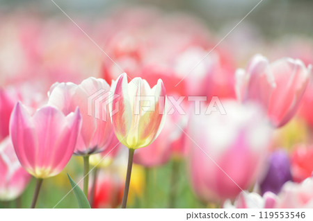 某天看到的鬱金香花田 119553546