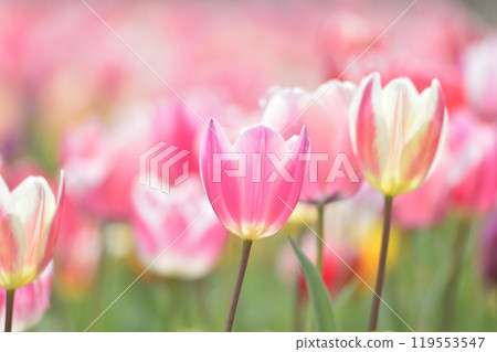 某天看到的鬱金香花田 119553547