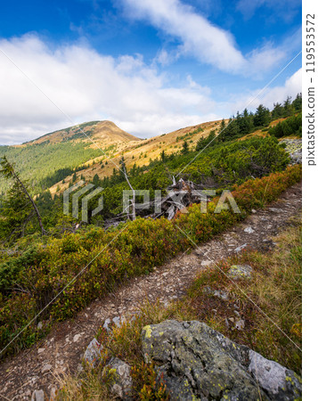 trail path to mountain peak. way uphill the steep slope. cloudy weather. coniferous forest on the hillside. strymba summit of synevyr national park in the distance trail path to mountain peak. way uphill the steep slope. cloudy weather. coniferous forest on the hillside. strymba summit of synevyr national park in the distance 119553572