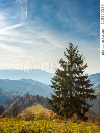 coniferous forest on the steep slope. beautiful view. cloudy weather. carpathian mountain landscape of ukraine in autumn. scenery of synevyr national park 119553580