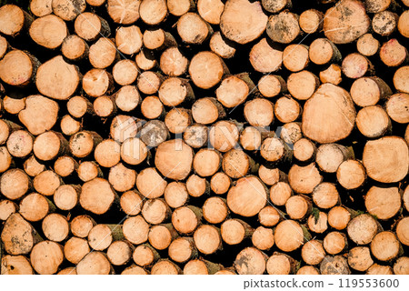 Logging, works in the forest, sawing trees, felled trees. Piles of timber in the forest.  119553600