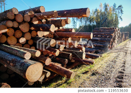 Logging, works in the forest, sawing trees, felled trees. Piles of timber in the forest.  119553630