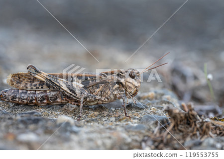 Fake grasshopper (brown type) Fake grasshopper (brown type) 119553755