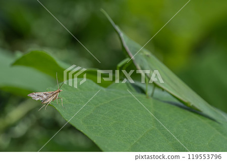 White-legged moth and long-legged grasshopper White-legged moth and long-legged grasshopper 119553796