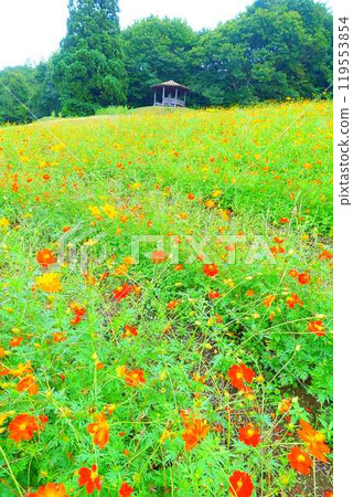 Cosmos in full bloom, Autumn cherry blossoms, Cosmosberg, Omoshiroyama Plateau Cosmos in full bloom, Autumn cherry blossoms, Cosmosberg, Omoshiroyama Plateau 119553854
