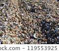 shells washed up on the shore 119553925