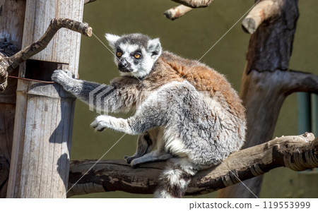 環尾狐猴有黃色的虹膜和一張狂野的臉。 119553999