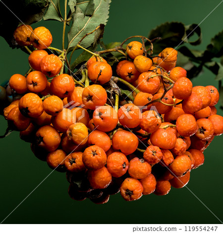 Orange Rowan berries on a solid-colored background Orange Rowan berries on a solid-colored background 119554247