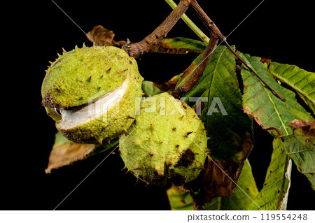 Close-up of a horse chestnut (conker) seed emerging from its spiky green husk on a background of leaves 119554248