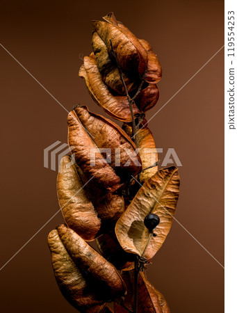 Koelreuteria paniculata or goldenrain tree on a brown background 119554253