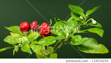 Ornamental pepper Aladdin on a green background 119554254