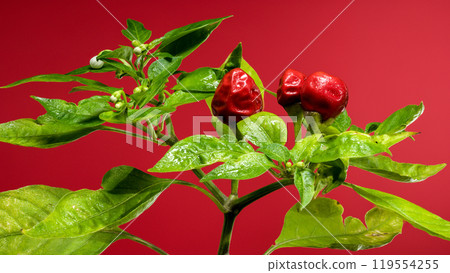 Ornamental pepper Aladdin on a red background 119554255