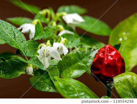 Ornamental pepper Aladdin on a brown background 119554256