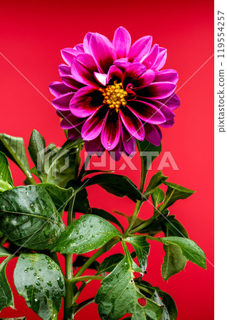 Blooming pink Dahlia on a red background 119554257