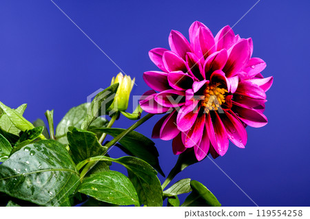 Blooming pink Dahlia on a blue background Blooming pink Dahlia on a blue background 119554258
