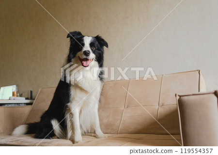 Cute puppy dog border collie sitting playing with funny face on couch at home indoors. Pet dog resting on cozy sofa. Pet care and animals concept. Funny emotional dog Cute puppy dog border collie sitting playing with funny face on couch at home indoors. Pet dog resting on cozy sofa. Pet care and animals concept. Funny emotional dog 119554357