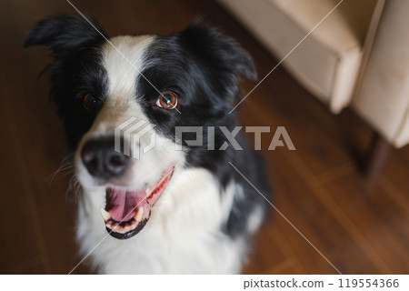 Funny portrait cute puppy dog border collie indoor. Pet dog resting at home. Puppy dog indoors in domestic room. Funny emotional dog having playful mood. Love for pets friendship companion pet care 119554366
