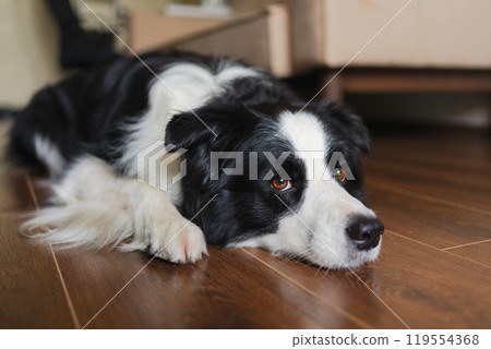 Cute puppy dog border collie lying down playing with funny face on floor at home indoors. Pet dog resting ready to sleep indoor. Funny emotional dog Love for pets friendship companion pet care 119554368