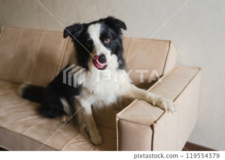 Cute puppy dog border collie sitting playing with funny face on couch at home indoors. Pet dog resting on cozy sofa. Pet care and animals concept. Funny emotional dog 119554379